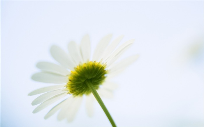 Fotografía suave - hermosa fotografía de flores silvestres sueño 30 Vistas:8358