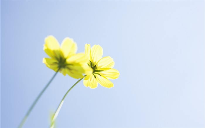 Fotografía suave - hermosa fotografía de flores silvestres sueño 31 Vistas:8460