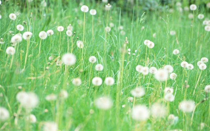 Soft photography - beautiful wildflower photography dream 38 Views:8839 Date:2011/6/18 0:22:42