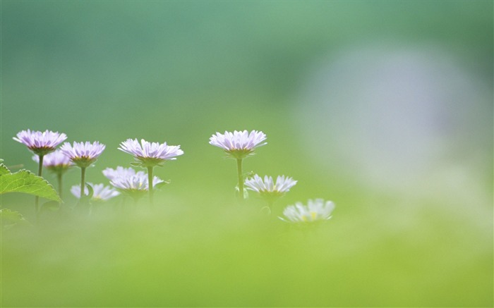 Soft photography - beautiful wildflower photography dream 39 Views:8653 Date:2011/6/18 0:23:07