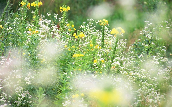 Soft photography - beautiful wildflower photography dream 41 Views:7973 Date:2011/6/18 0:24:10