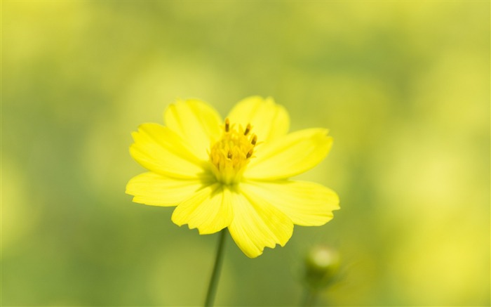 Soft photography - beautiful wildflower photography dream 43 Views:7817 Date:2011/6/18 0:24:58