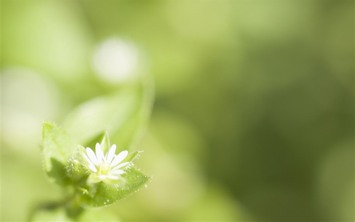 Soft photography - beautiful wildflower photography dream 45 Views:7800 Date:2011/6/18 0:25:36