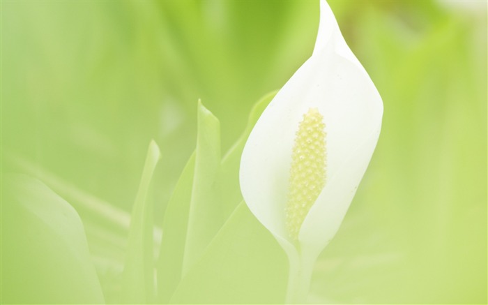 Soft photography - beautiful wildflower photography dream 46 Views:8467 Date:2011/6/18 0:25:56