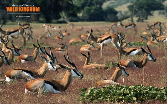 Springbok fond d'écran Vues:12105