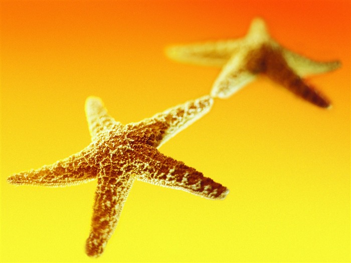 Starfish - Summer Still Life Photography logotipo Vistas:8885