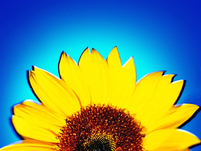 Sunflower - Summer Still Life Photography logo 01 Views:9074 Date:2011/6/22 23:07:44