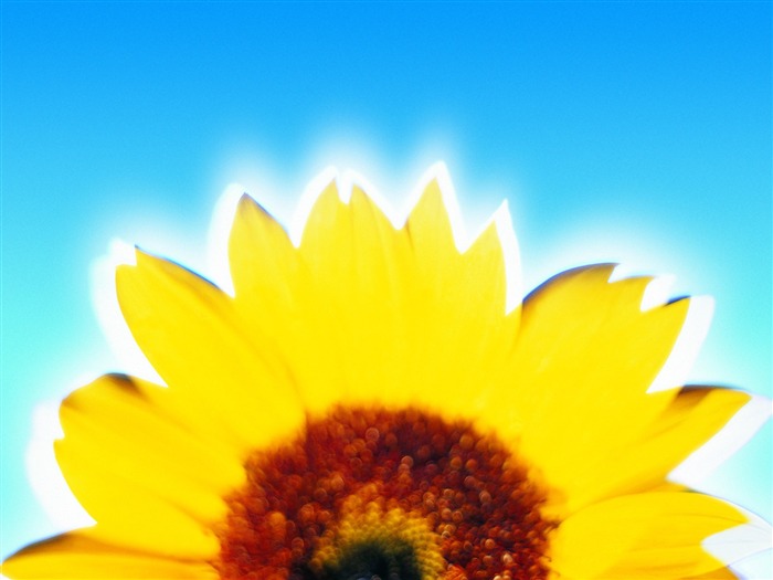 Sunflower - Summer Still Life Photography logo Views:7802 Date:2011/6/22 23:08:02