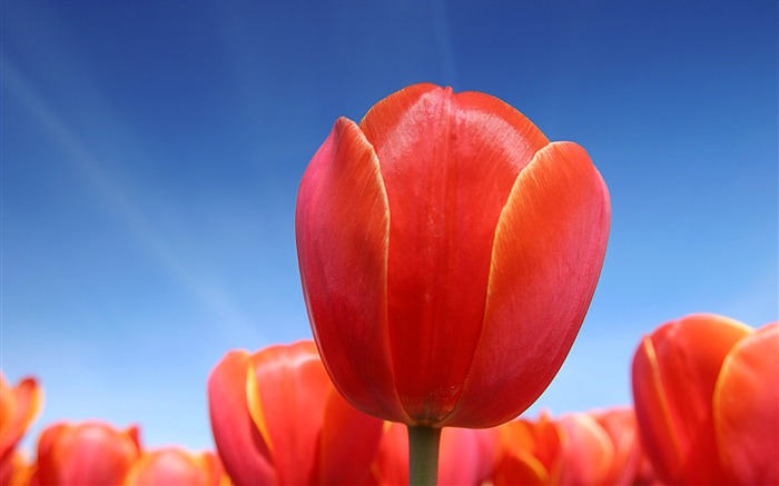 Tulip Closeup Imagen Tulip contra el cielo azul Pictires Vistas:9330