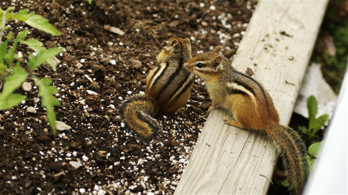 Two Cute chipmunks - chipmunk photos 1 Views:8504 Date:2011/6/9 22:34:01