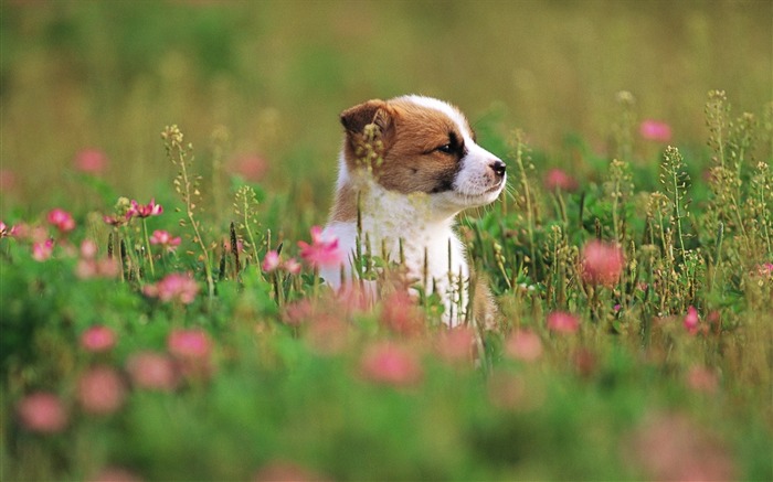 White puppy on grass-Lovely Puppies Views:16721 Date:2011/6/16 4:35:07