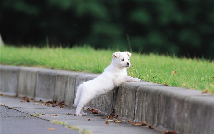 White puppys outdoor fun-Lovely Puppies1 Views:10053 Date:2011/6/16 4:35:56