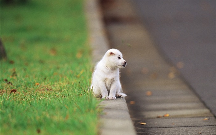 White puppys outdoor fun-Lovely Puppies2 Views:9003 Date:2011/6/16 4:36:22