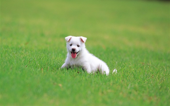 White puppys outdoor fun-Lovely Puppies Views:14581 Date:2011/6/16 4:35:32