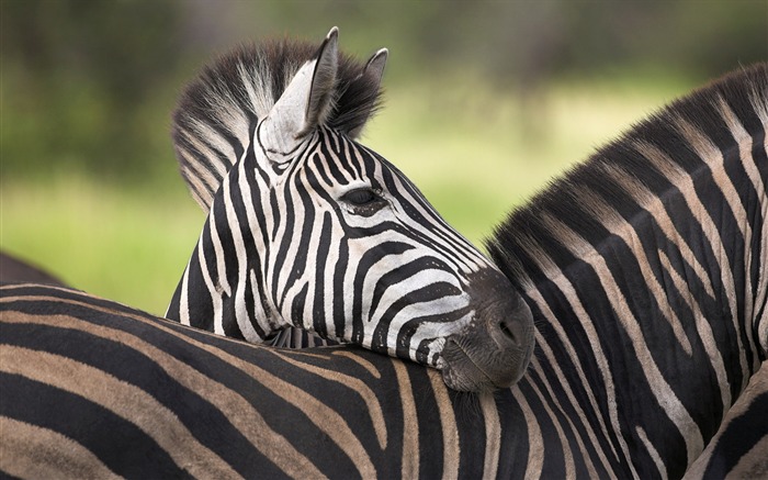 Zebra Picture Zebra portrait Fondo de pantalla Vistas:10402