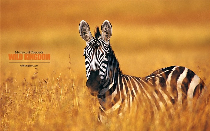 Zebra wallpaper Vues:12898