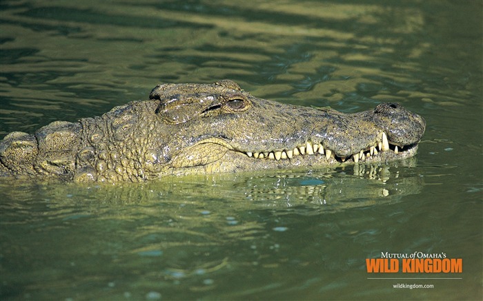 fond d'écran crocodile Vues:16832