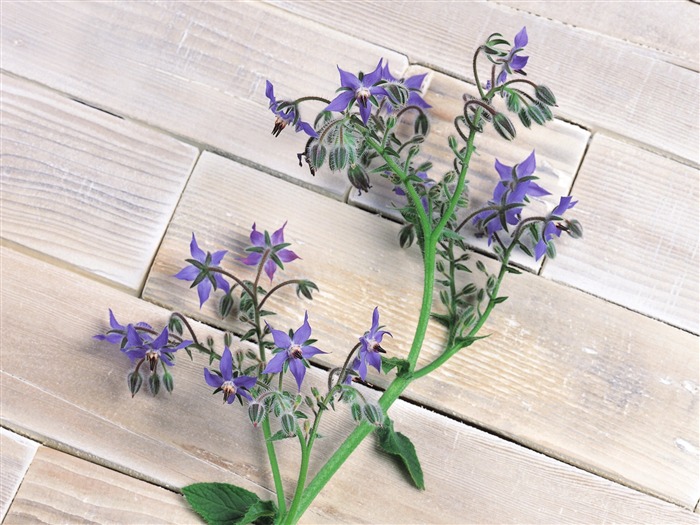 blue borage flowers - herbs picture Views:12003 Date:2011/6/22 23:13:49