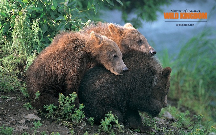 l'ours brun fond d'écran Vues:13588