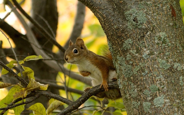 Chipmunk em Tree-chipmunk fotos 2 Visualizações:7881