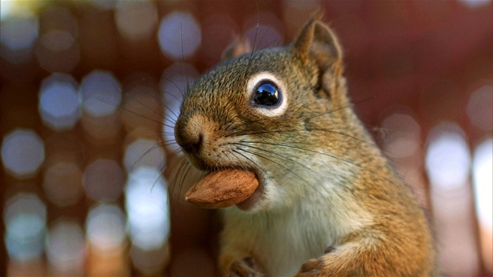 アーモンドを食べるコミカルシマリス - シマリスの写真 ブラウズ:14428