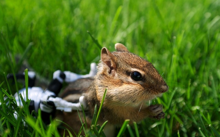 Chipmunk cômico na grama - chipmunk photos1 Visualizações:7096