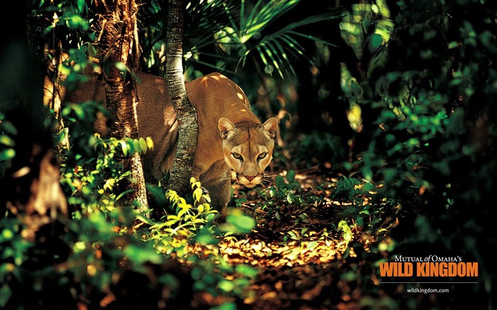 Cougar wallpaper Vues:15881