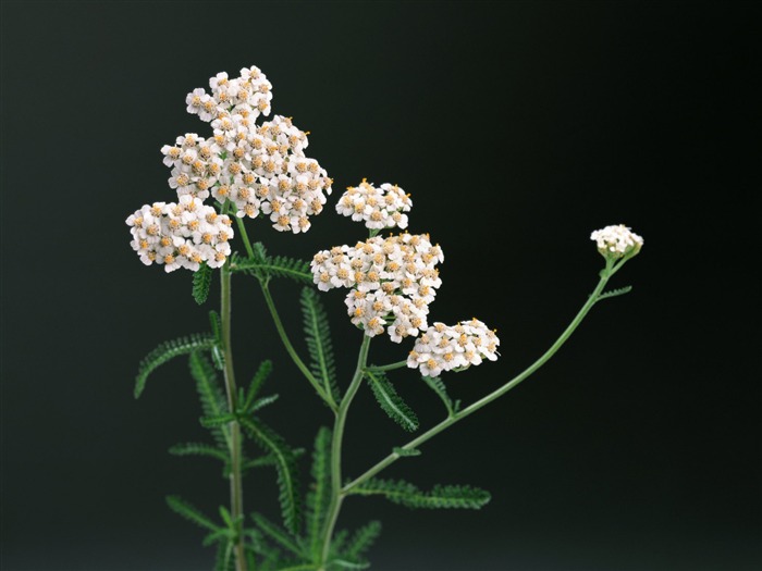 herbaceous flowers - Health Herbal life wallpaper 01 Views:10074 Date:2011/6/22 23:16:19