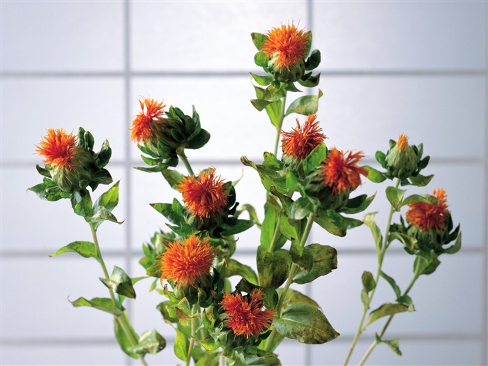 herbaceous flowers - Health Herbal life wallpaper 04 Views:9342 Date:2011/6/22 23:17:08