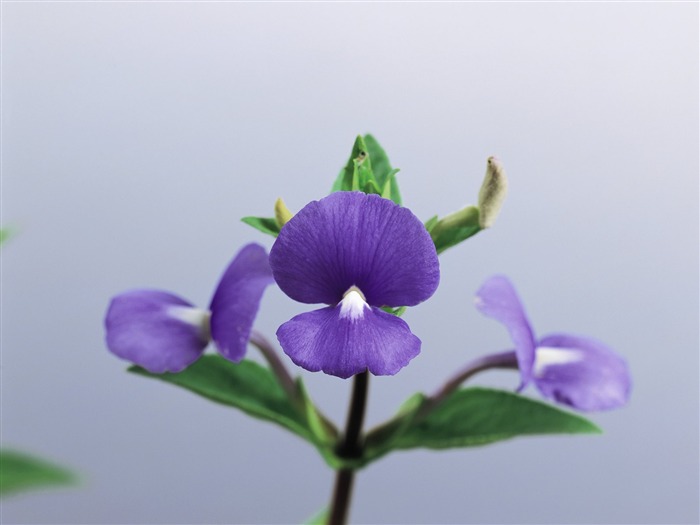 herbaceous flowers - Health Herbal life wallpaper 05 Views:9073 Date:2011/6/22 23:17:25