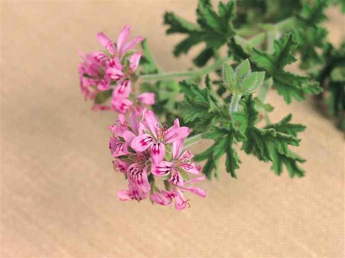 herbaceous herb flowers wallpaper 01 Views:10089 Date:2011/6/22 23:18:34