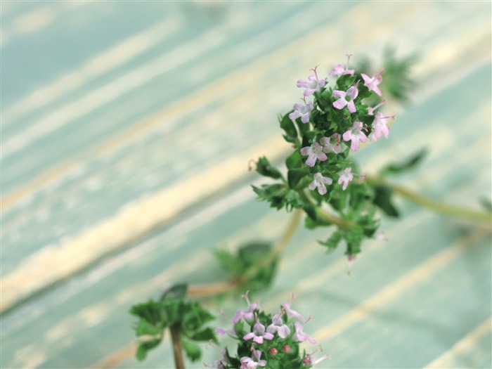 herbaceous herb flowers wallpaper 03 Views:9855 Date:2011/6/22 23:19:08