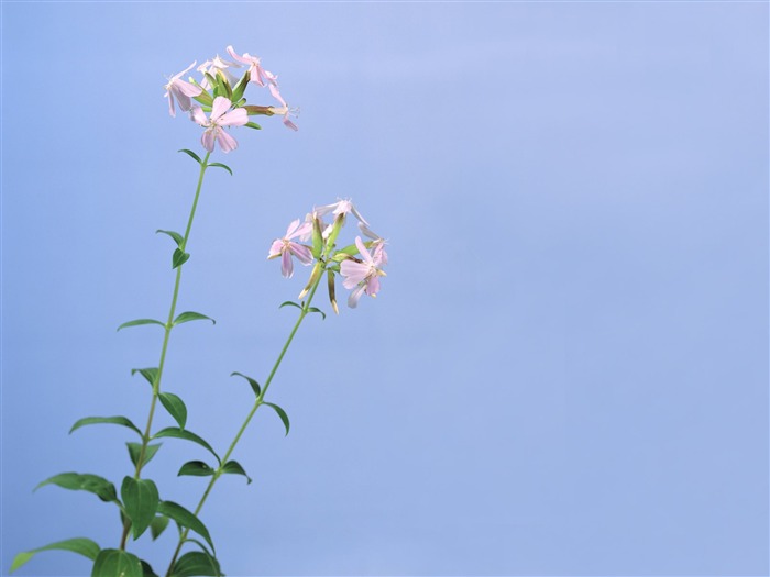 herbaceous herb flowers wallpaper 04 Views:8005 Date:2011/6/22 23:19:30