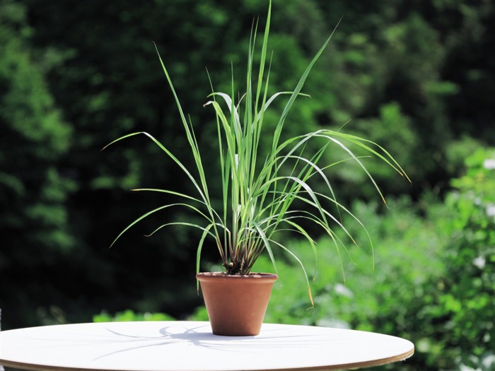 lemon grass plants - herbaceous picture Views:12001 Date:2011/6/22 23:49:36