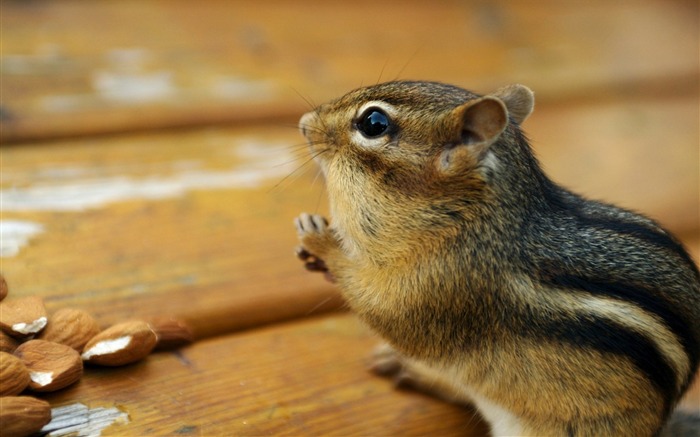 loveable Chipmunk Portrait - Chipmunk Wallpaper Views:9892 Date:2011/6/9 22:26:20