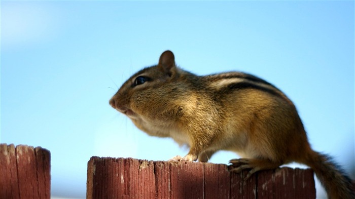 loveable Chipmunk Sunning - Chipmunk Wallpaper Views:6252 Date:2011/6/9 22:26:36