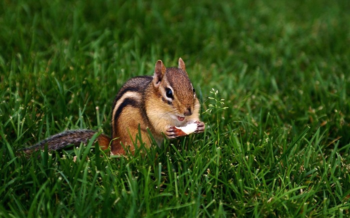 Chipmunk adorável comendo porca - Chipmunk Wallpaper Visualizações:11213