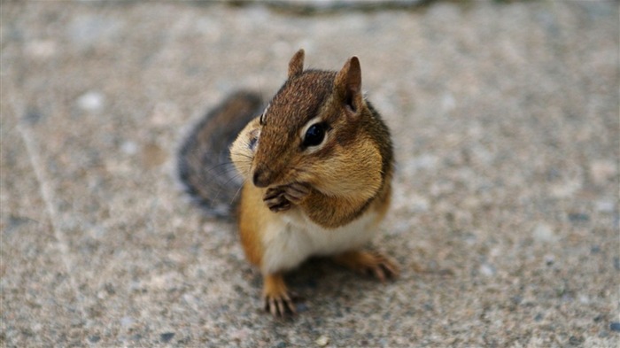 loveable Chipmunk in backyard - Chipmunk Wallpaper 1 Views:6534 Date:2011/6/9 22:36:02