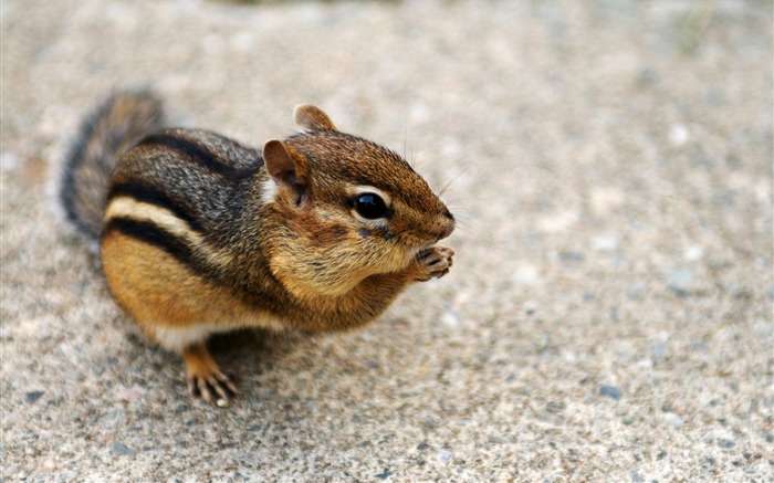 loveable Chipmunk in backyard - Chipmunk Wallpaper 2 Views:8905 Date:2011/6/9 22:36:48