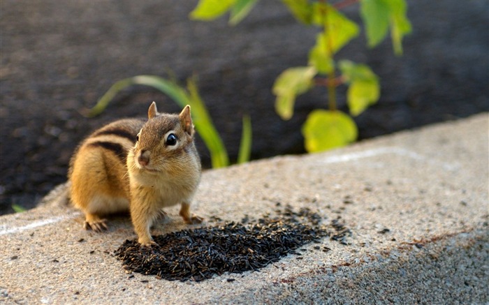 Chipmunk adorável no quintal - Chipmunk Wallpaper Visualizações:11042