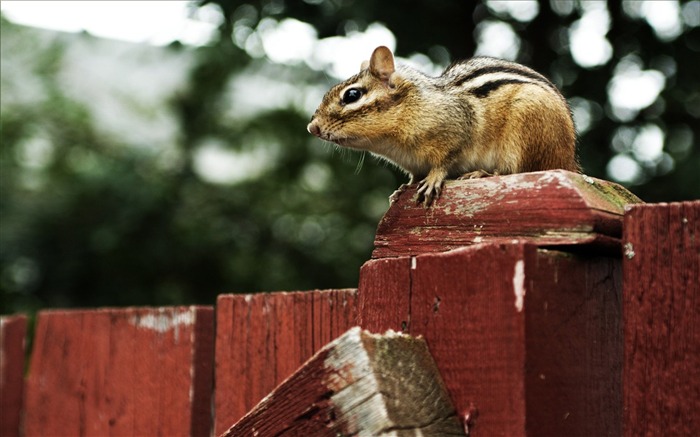 loveable Chipmunk on a Fence - Chipmunk Wallpaper Views:0 Date:2011/6/9 22:29:25