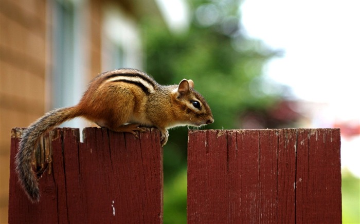 loveable Chipmunk on a Fence - Chipmunk Wallpaper Views:10574 Date:2011/6/9 22:24:39