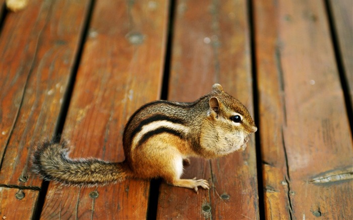 loveable chipmunk on floor - chipmunk photos Views:10984 Date:2011/6/9 22:25:03