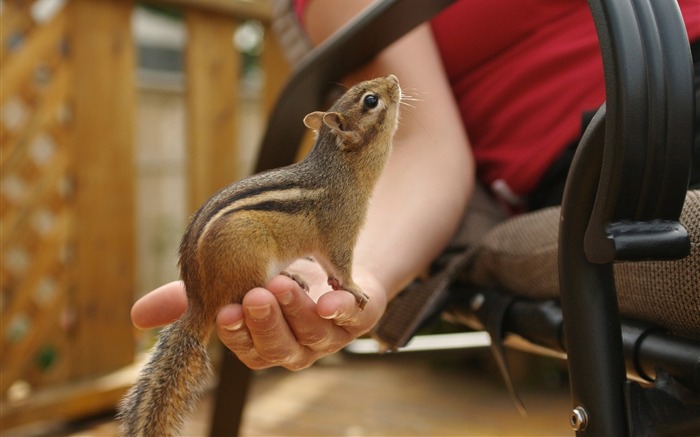 Chipmunk adorável na minha mão - Chipmunk photos1 Visualizações:8073