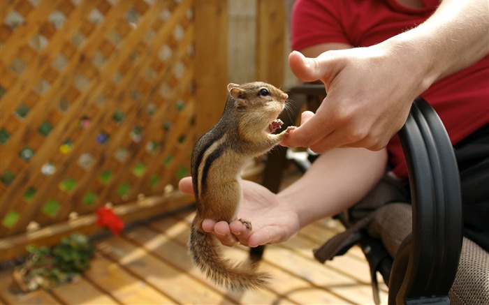 chipmunk adorável na minha mão - fotos de chipmunk Visualizações:8694