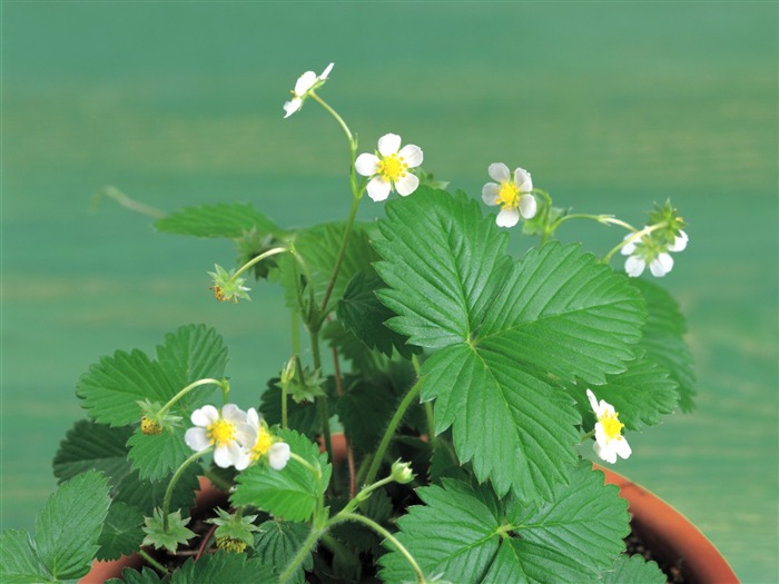 strawberry plants - herbs picture Views:11227 Date:2011/6/22 23:51:23