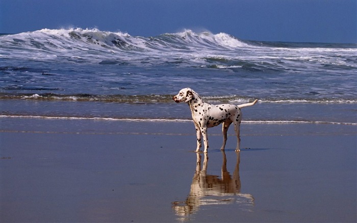 Um dia na praia Dalmatian Visualizações:12738