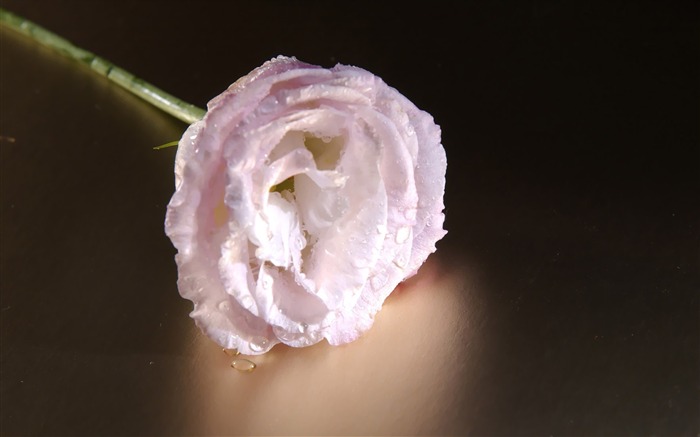 A White Rose Art Flower Photography Picture Views:14634 Date:2011/7/5 9:31:02