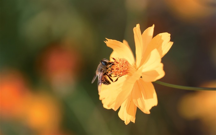 A bee on a yellow flower Picture Views:12305 Date:2011/7/5 9:29:36