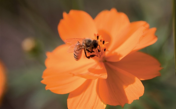 A bee on an orange flower Picture 06 Views:12287 Date:2011/7/5 9:29:55